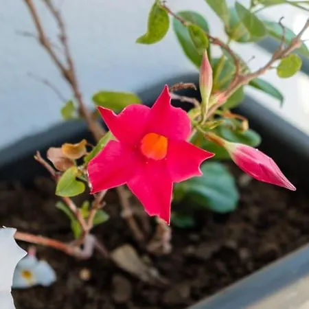 Guestready - A Sunny Delight In Фуншал