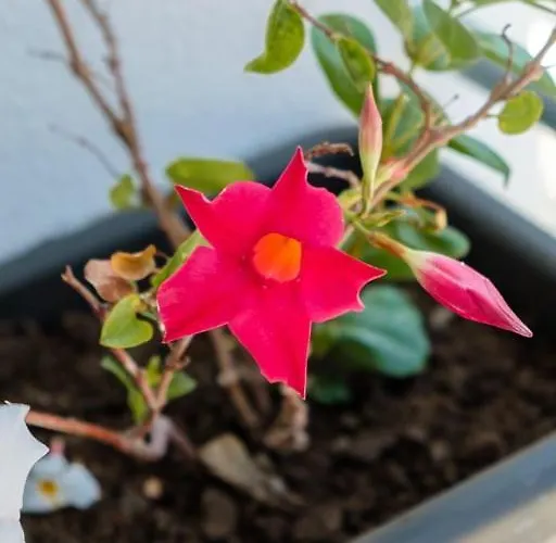 Guestready - A Sunny Delight In 丰沙尔